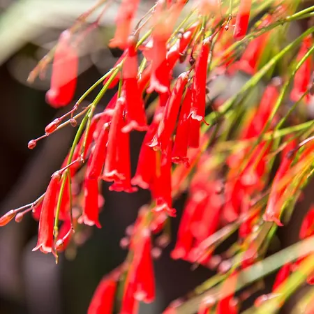 Kostem - Special Category 3* Alaçatı